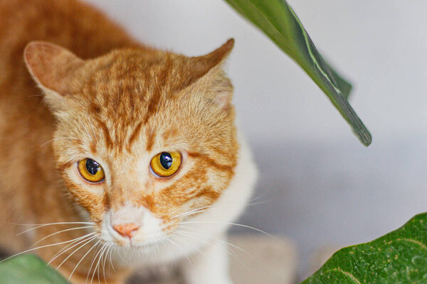 cute and beautiful domestic cat