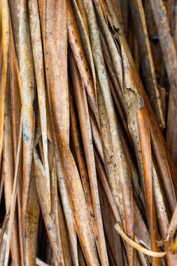 Bir yığın kuru hindistan cevizi yaprağı. Kuru muz yaprakları arka plan. Kuru palmiye yaprağı dokusu. Soyut arkaplan.