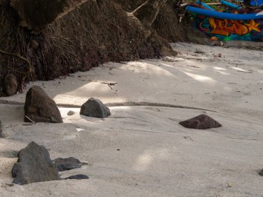 Kuru yapraklar ve kayalar kumsalda ağaç dalları siluetleriyle.