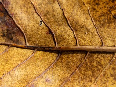Sonbahar Kuru Yaprak dokusu arka planı. Kurumuş yaprağın makro fotoğrafı karmaşık kahverengi dokuları gösteriyor