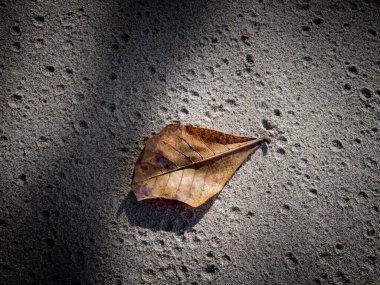 Endonezya sahilinde yeşil yosunlu kayalık sahilin güzel manzarası.