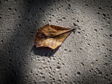 Endonezya sahilinde yeşil yosunlu kayalık sahilin güzel manzarası.