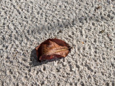 Endonezya sahilinde yeşil yosunlu kayalık sahilin güzel manzarası.