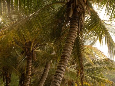 Hindistan cevizi ağaçları sahil boyunca bol bol yetişir ve ağaç evleri ağaçlar üzerine inşa edilir..