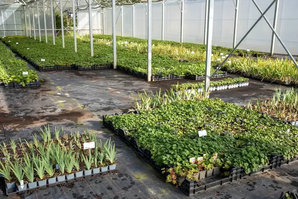large quantities of plants from one nursery