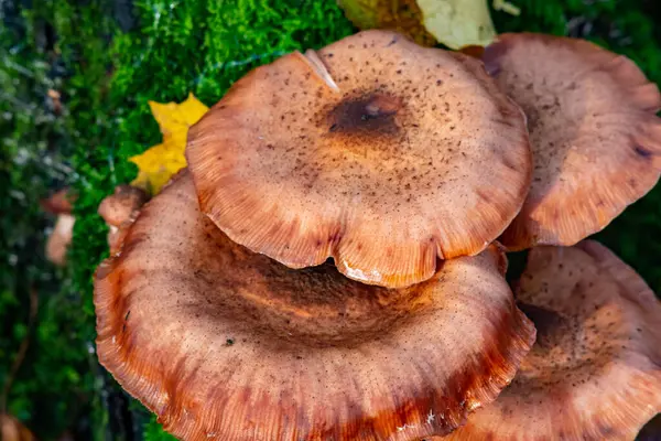 beautiful mushrooms on a log in the fall