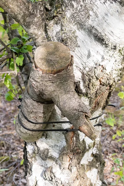 old tree trunk with roots