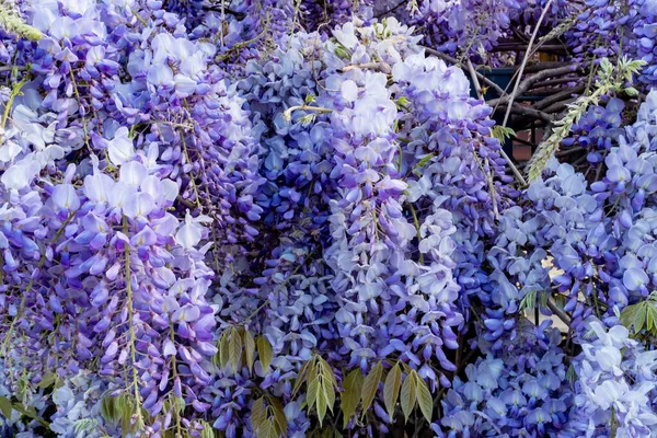 beautiful wisteria flowers in the park