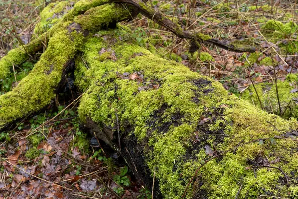 moss on a tree trunk covered with moss.