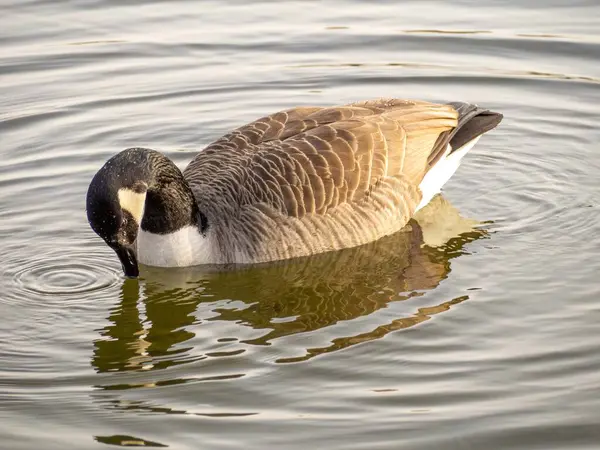 wild duck swimming in a lake