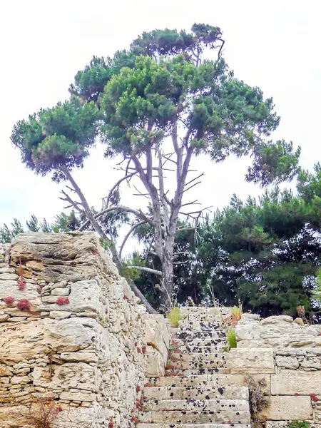 ruins of the ancient city with tree