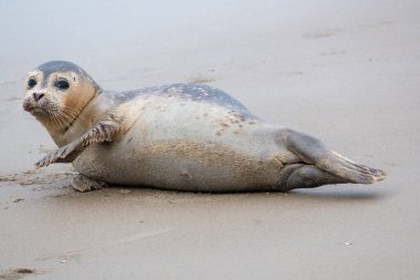 young seal on the beach of westkapelle Zeeland Netherlands in February clipart