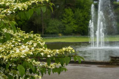 white flowering Viburnum plicatum, in the background a water fountain clipart