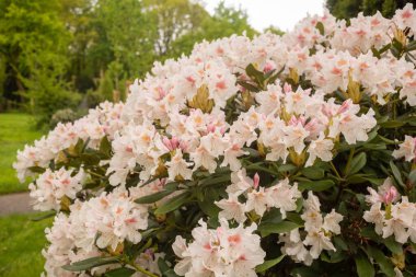 Baharda güzel pembe rhododendron