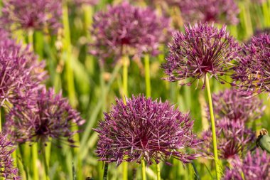 many flowering plants Allium Stars from Persia clipart