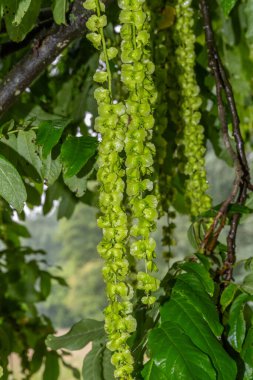 Bir ağaç kanatlı Pterocarya fraxinifolia çiçekleri