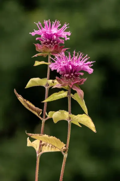 stock image flowering herb plant Balm Bee Monarda xfistulosa