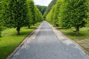 Hornbeam Carpinus betulus biçimi