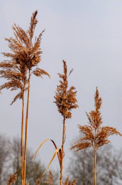 Sahilde çiçek açan sedge Cyperaceae