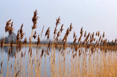 Sahilde çiçek açan sedge Cyperaceae