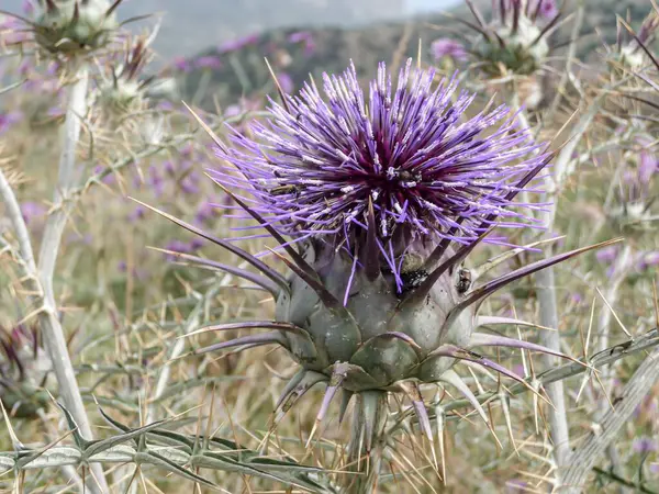 stock image purple blossom of a large artichoke