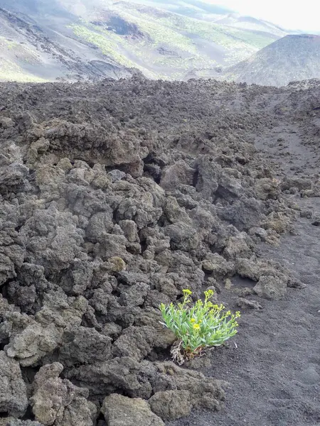 stock image yellow flowering plant in the volcanic rock of the aetna, italy