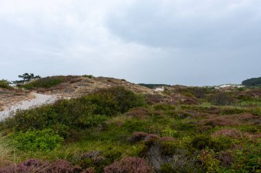 heather in bloom in the Schoorlse Duinen, Netherlands clipart