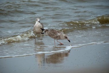 seagull on the beach eats crab clipart