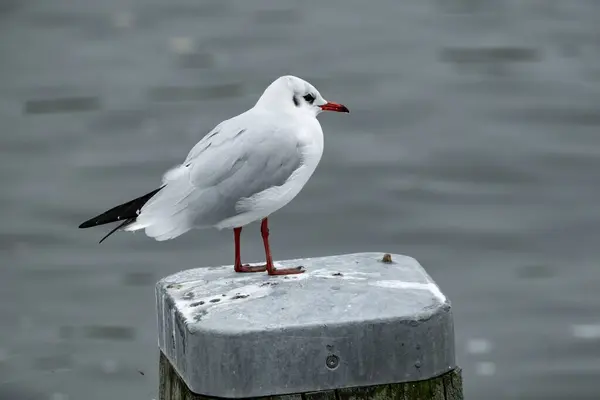 Stock image wooden poles with a seagull