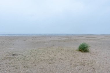 beach grass tufts on the north sea coast of the netherlands clipart