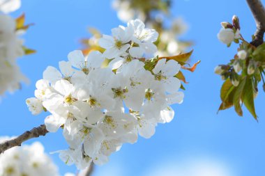 Kiraz açan tatlı beyaz çiçekler, bahar bahçesinde kiraz. Bahar bahçesinde çiçek açan narin kiraz çiçekleri. Çiçek açan meyve ağacı.