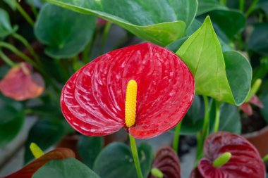 Araceae familyasının en büyük cinsi olan Anthurium çiçekli bitkiler. Kırmızı anthurium çiçekleri. İç mekan dekoratif çiçek fabrikası.