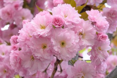 Çiçek açan kiraz dalında pembe çiçekler sakura. Bahar bahçesinde Japon kiraz çiçekleri. Güzel bahar ağacı.