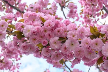 Çiçek açan kiraz dalında pembe çiçekler sakura. Bahar bahçesinde Japon kiraz çiçekleri. Güzel bahar ağacı.