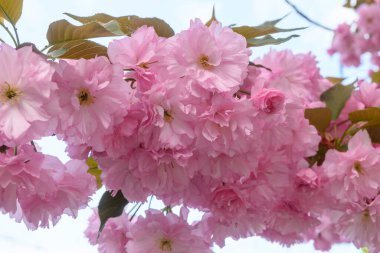 Çiçek açan kiraz dalında pembe çiçekler sakura. Bahar bahçesinde Japon kiraz çiçekleri. Güzel bahar ağacı.