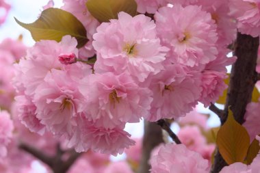 Çiçek açan kiraz dalında pembe çiçekler sakura. Bahar bahçesinde Japon kiraz çiçekleri. Güzel bahar ağacı.