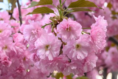 Çiçek açan kiraz dalında pembe çiçekler sakura. Bahar bahçesinde Japon kiraz çiçekleri. Güzel bahar ağacı.