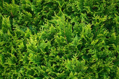 Thuja şubesi geçmişi. Thuja oksidentalis ağacının yeşil yapraklarını kapatın. Park 'ta büyüyen güzel bir katil. Bahçe işleri ve peyzaj.