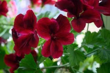 Kırmızı pelargonyum çiçekleri. Çiçek açan sardunya. Dekoratif çiçekli ev bitkisi.