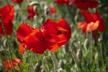 Vahşi kırmızı haşhaş tarlası. Baharda kır çiçekleri. Haşhaş çayırı.