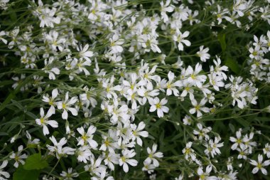 Chickweed, Yaskolka yaz bahçesinde. Dekoratif çiçek bitkisi. Bahar parkında beyaz çiçekler. Bahar bahçesinde.