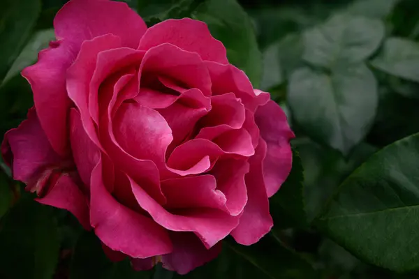 Baharda ya da yaz süs bahçesinde pembe güller. Dekoratif bahçe. İlkbahar parkında kırmızı çiçek.