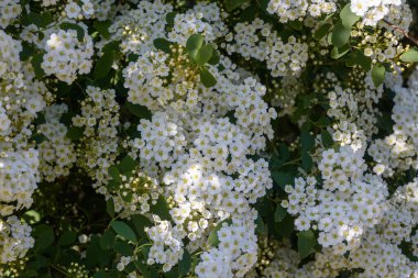 Bahar bahçesinde çiçek açan beyaz Spirea Vangutta çalısı. Spiraea Vanhouttei 'nin beyaz çiçekleri. Botanik bahçesindeki süslü çalılar..