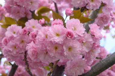 Çiçek açan kiraz dalında pembe çiçekler sakura. Bahar bahçesinde Japon kiraz çiçekleri. Güzel bahar ağacı.