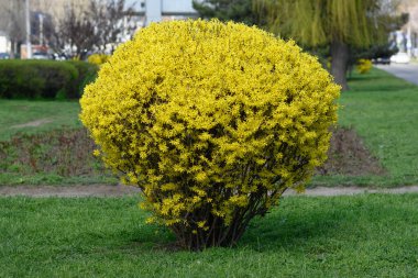 Forsythia, Oleaceae familyasından bir bitki cinsidir. Parlak sarı çiçekli yaprak döken çalılar. Bahar çiçekli çalı.