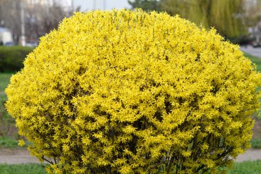Forsythia, Oleaceae familyasından bir bitki cinsidir. Parlak sarı çiçekli yaprak döken çalılar. Bahar çiçekli çalı.