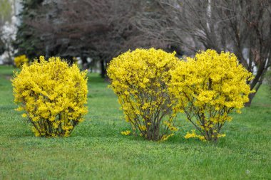 Forsythia, Oleaceae familyasından bir bitki cinsidir. Parlak sarı çiçekli yaprak döken çalılar. Bahar çiçekli çalı.