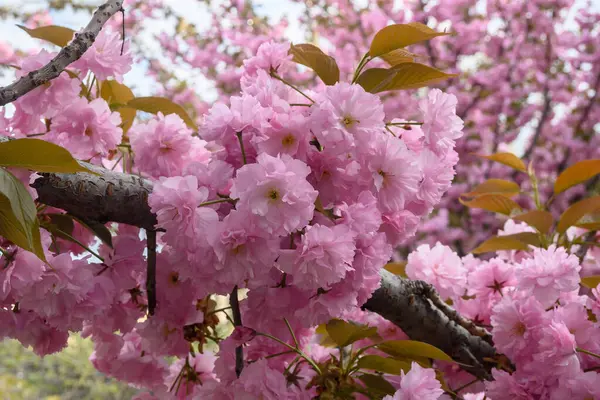 Çiçek açan kiraz dalında pembe çiçekler sakura. Bahar bahçesinde Japon kiraz çiçekleri. Güzel bahar ağacı.