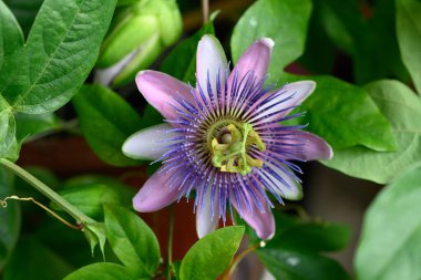 Passiflora caerulea. Uzun ömürlü bitkisel sarmaşıklar ve dalları var. Güzel çiçekli ev bitkisi..