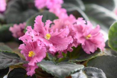 Pembe Saintpaulia, Gesneriaceae familyasından güzel çiçekli bir bitkidir. Uzambara menekşesi popüler bir kapalı alan bitkisidir..